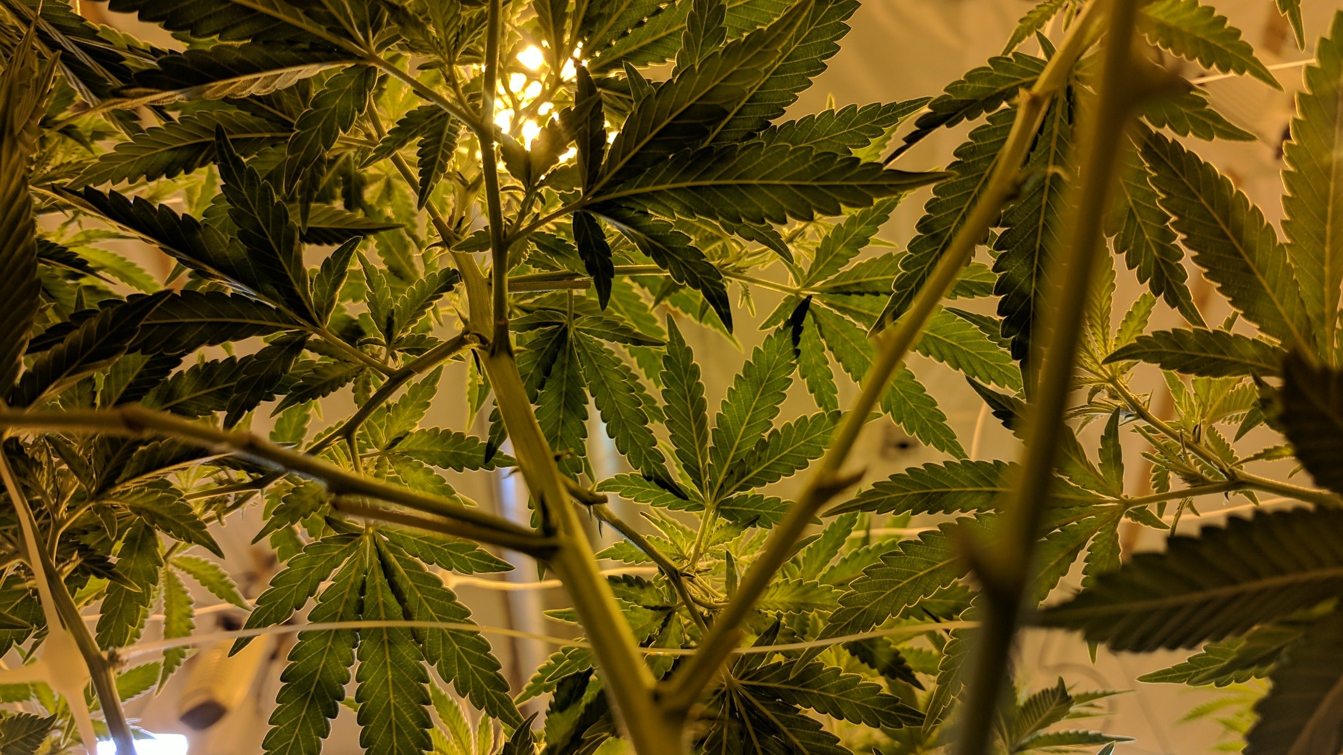 Growing Medicinal Cannabis: Advice from the 5 Best Professional Growers in Colorado